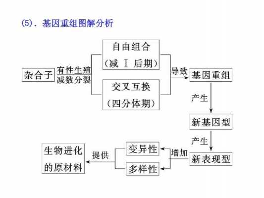 基因重组过程方法（基因重组的主要操作步骤）-图1