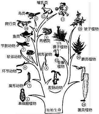 学习的进化过程（进化时间学说）-图3