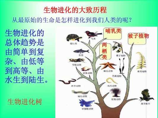 学习的进化过程（进化时间学说）-图2