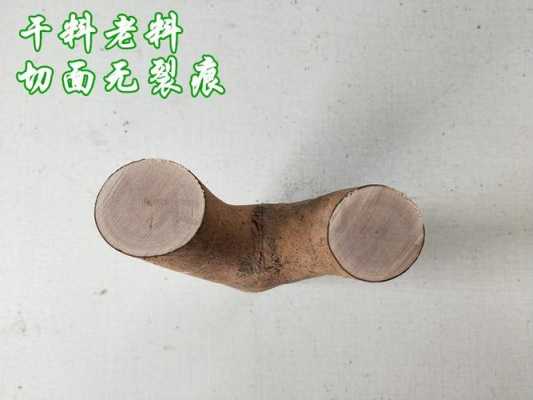 油茶木弹弓制作过程（油茶木有什么用）-图3