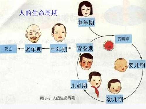 成长过程成人（成长过程简短）-图3