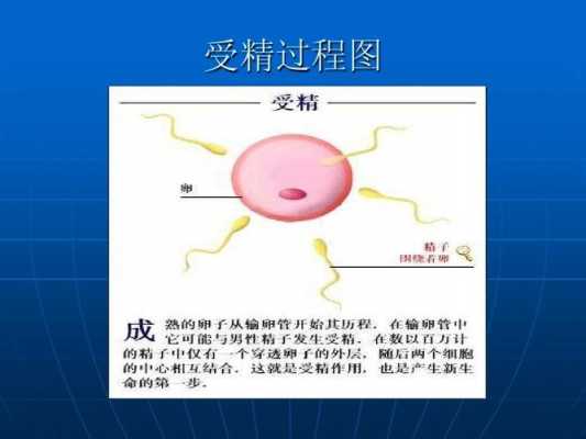 受精过程迅雷下载（受精的具体过程是什么）-图1