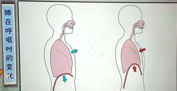 呼吸过程动漫（呼吸过程的动画资料视频）-图1