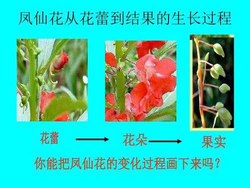 花蕾的变化过程（花蕾的变化过程图片）-图1