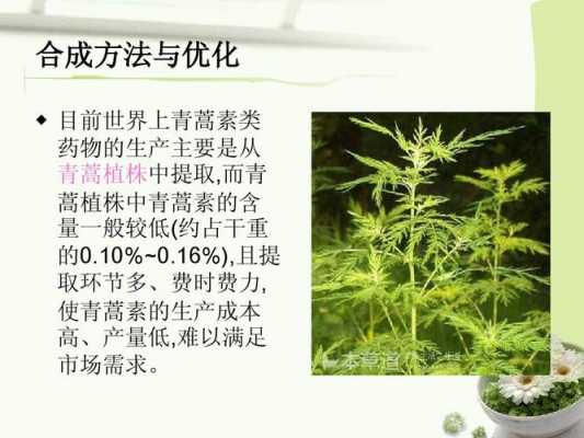 青蒿蒸提炼过程（青蒿的提取方法）-图2