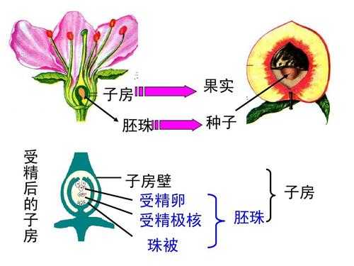 子房发育过程（子房发育成什么结构图）-图3