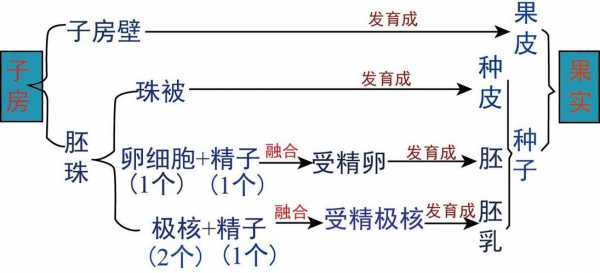 子房发育过程（子房发育成什么结构图）-图1