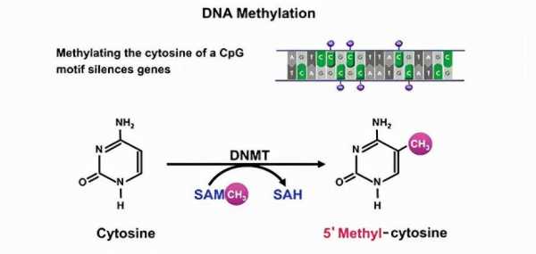 dna甲基化过程（DNA甲基化过程）-图1