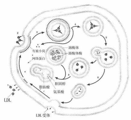 胞吞作用过程（胞吞作用的过程包括多选题）-图1