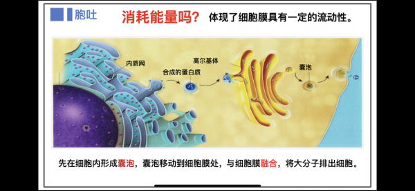 胞吞作用过程（胞吞作用的过程包括多选题）-图3