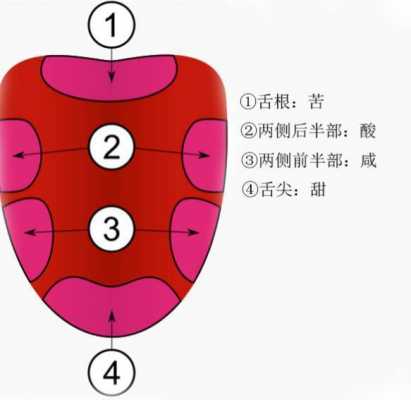 味觉形成的过程（味觉形成原理）-图2