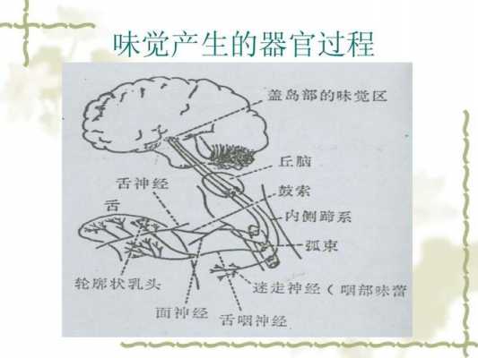 味觉形成的过程（味觉形成原理）-图3