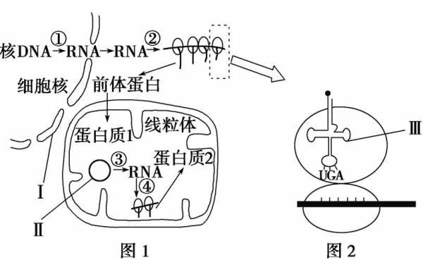 线粒体中产能过程（线粒体中生成的产物）-图1