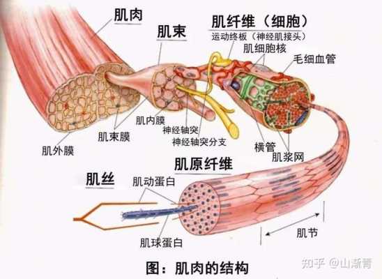 肌肉形成过程（肌肉行成过程）-图1