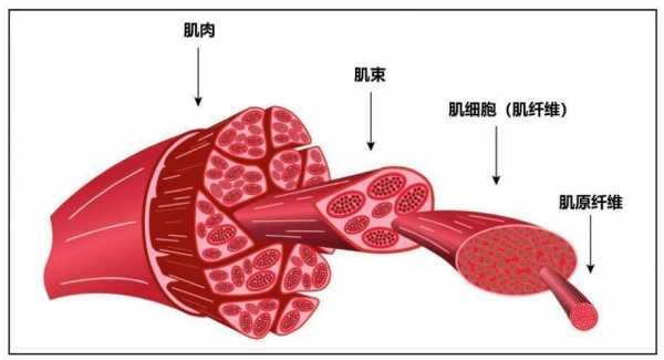 肌肉形成过程（肌肉行成过程）-图2