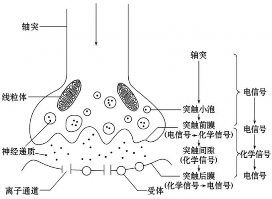 突触传递的过程示意图（突触传递有哪些主要特征）-图3