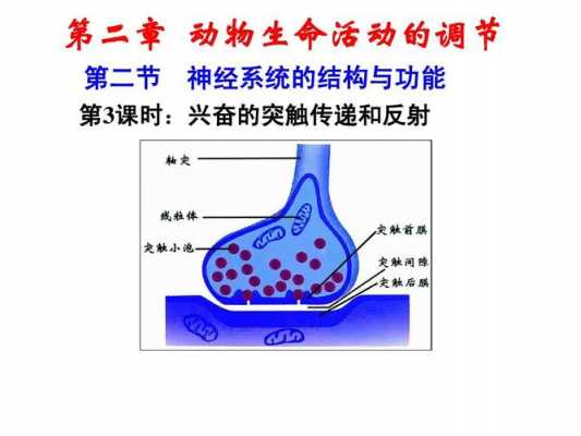 突触传递的过程示意图（突触传递有哪些主要特征）-图1