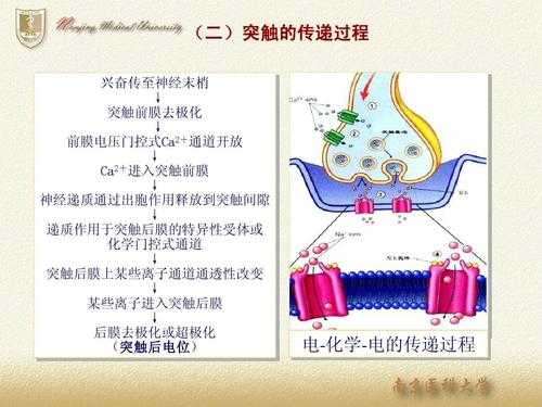 突触传递的过程示意图（突触传递有哪些主要特征）-图2