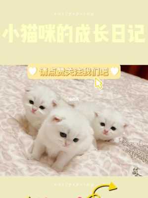 小猫长大的过程日记（小猫咪长大过程）-图2