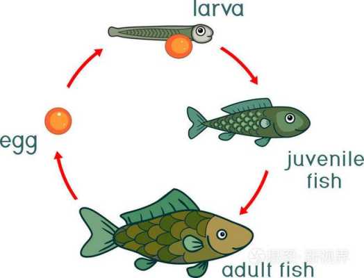 鱼的生长过程图片（鱼的生长过程简单图）-图1