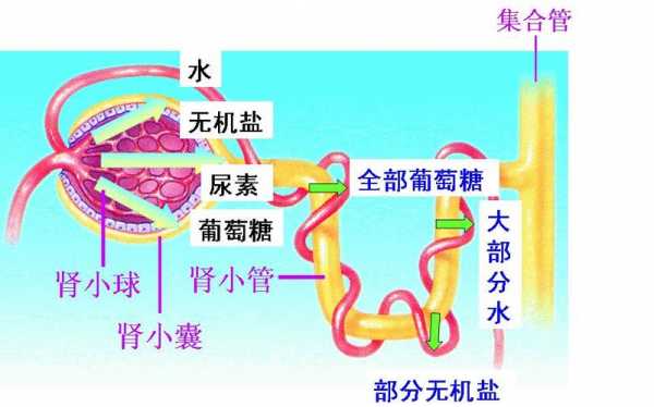 尿液的形成过程图解（尿液的形成过程流程图）-图1