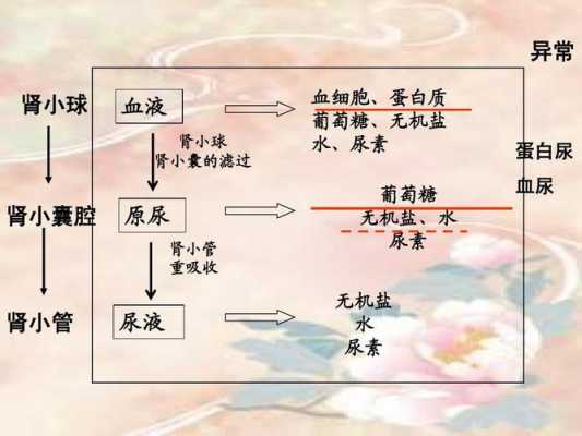 尿液的形成过程图解（尿液的形成过程流程图）-图2