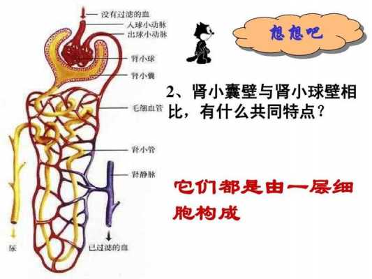 尿液的形成过程图解（尿液的形成过程流程图）-图3