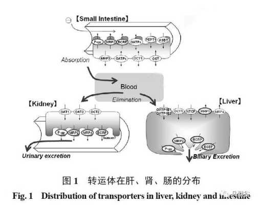 药物的转运过程包（药物的转运过程包括）-图1