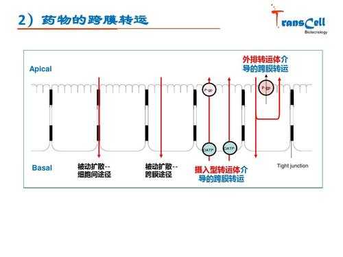 药物的转运过程包（药物的转运过程包括）-图2