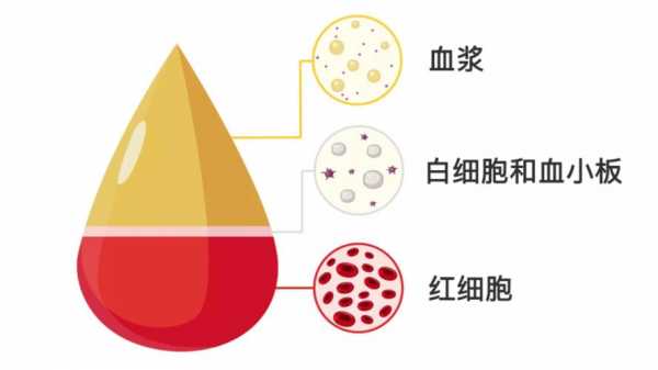 血液制造过程（血液的制作方法）-图1