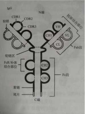 抗体产生过程（抗体产生过程图解）-图2