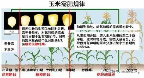 玉米生长过程养分（玉米生长周期需要的养分）-图1