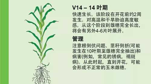 玉米生长过程养分（玉米生长周期需要的养分）-图3