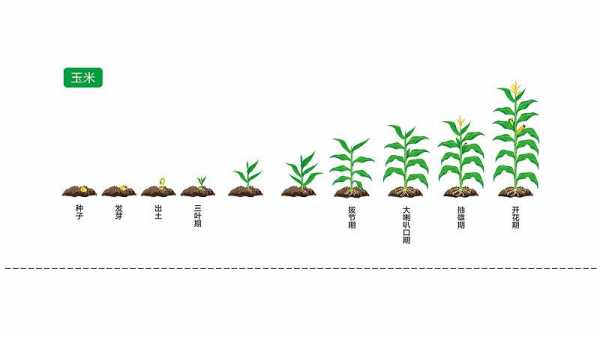 玉米生长过程养分（玉米生长周期需要的养分）-图2