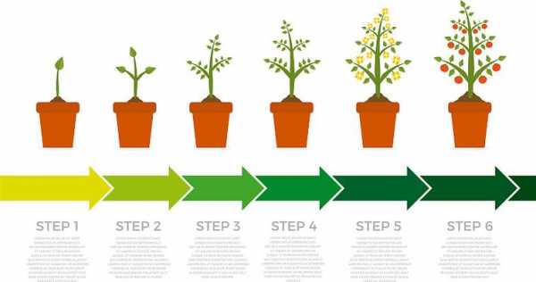 植物生长过程图详细（植物生长过程图表）-图2