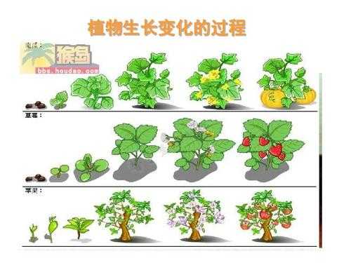 植物生长过程图详细（植物生长过程图表）-图3