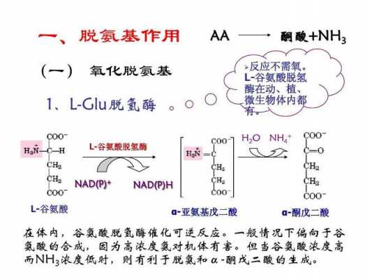 氧化脱氨过程（氧化脱氨基作用在哪里发生）-图1