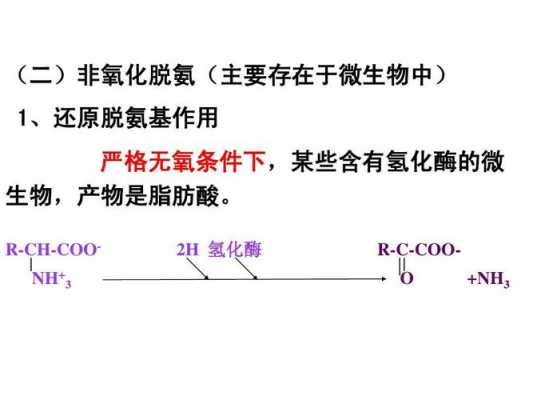 氧化脱氨过程（氧化脱氨基作用在哪里发生）-图3