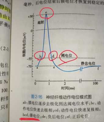 膜电位的变化过程（膜电位变化过程中内外电位差可能为0吗）-图2