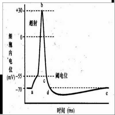 膜电位的变化过程（膜电位变化过程中内外电位差可能为0吗）-图1