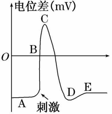 膜电位的变化过程（膜电位变化过程中内外电位差可能为0吗）-图3