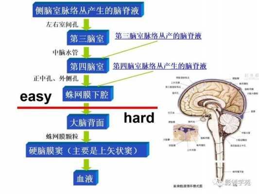 脑脊液产生及其循环过程（脑脊液产生及其循环过程视频）-图2