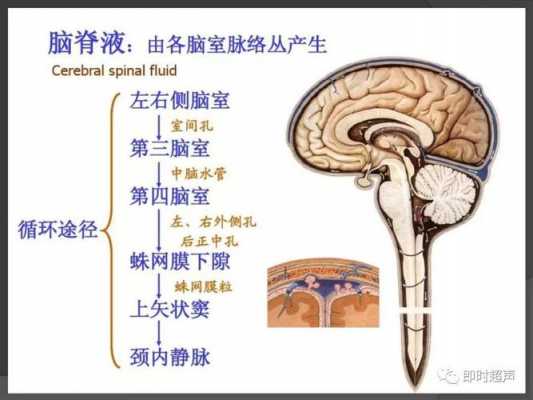 脑脊液产生及其循环过程（脑脊液产生及其循环过程视频）-图1