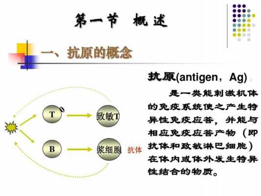 抗体致敏过程（抗体 过敏）-图2