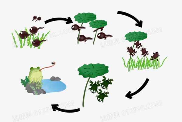 青蛙吃害虫过程的简单介绍-图3