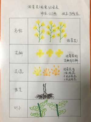 油菜花的生长过程（油菜花的生长过程记录图）-图1