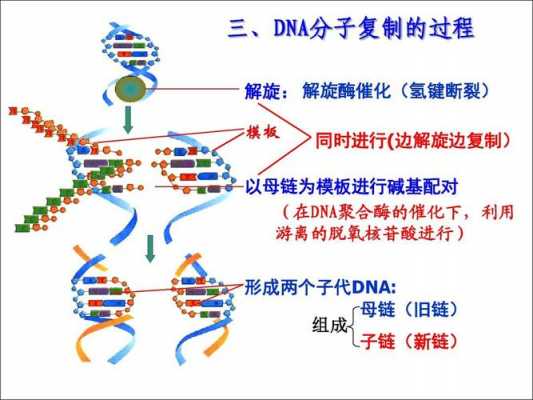 叙述DNA复制过程（dna复制过程简述）-图2