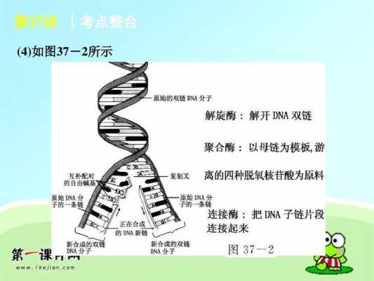 叙述DNA复制过程（dna复制过程简述）-图3