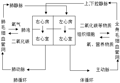 血液的发生过程（血液发生的变化）-图3