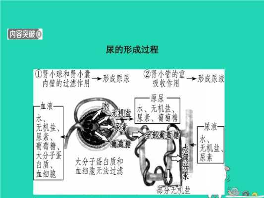 形成原尿过程称为（形成原尿的场所是什么）-图2